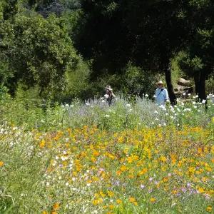 Seniors Free Day, photographing Matilija poppies at upper Meadow