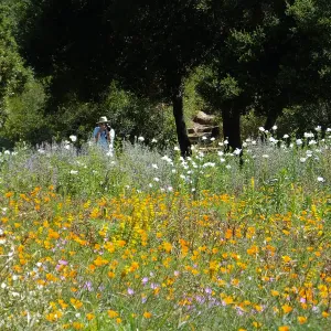 Seniors Free Day, photographing Matilija poppies at upper Meadow