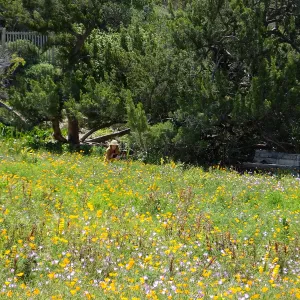 Visitor admiring Meadow