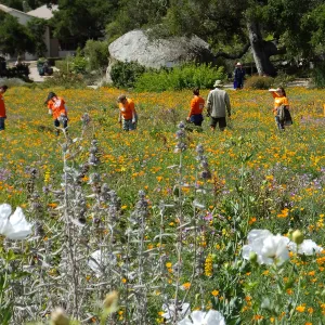 Volunteer crew from Home Depot weeding in Meadow