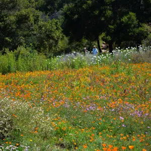 Seniors Free Day, photographers at top of Meadow