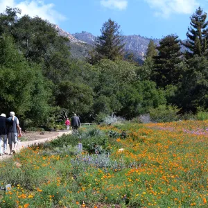 Seniors Free Day, Meadow iconic view