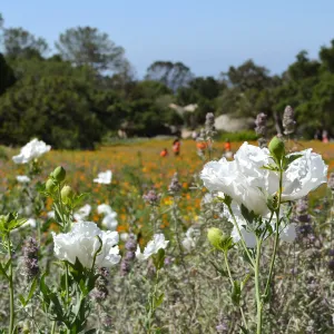 Matilija poppies with volunteers from Home Depot working in the Meadow