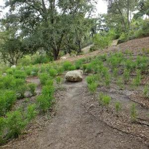 Centennial Maze