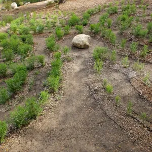 Centennial Maze