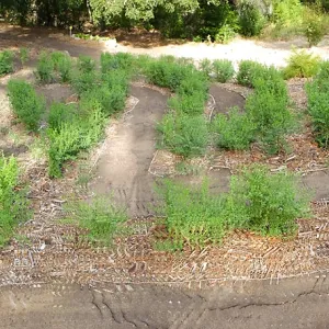 Centennial Maze