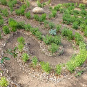 Centennial Maze