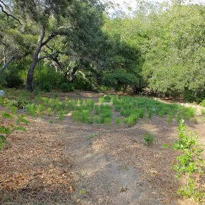 Centennial Maze