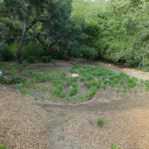 Centennial Maze
