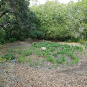 Centennial Maze