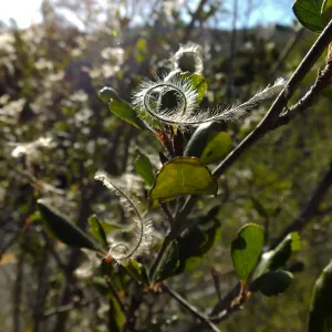 Mountain Mahogany at start of Porter Trail