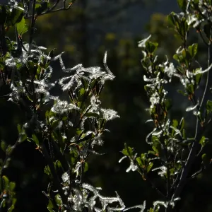 Mountain Mahogany at start of Porter Trail