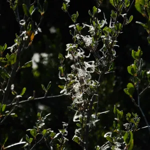 Mountain Mahogany at start of Porter Trail