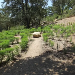 Centennial Maze