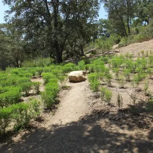 Centennial Maze