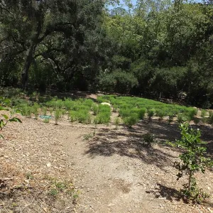 Centennial Maze