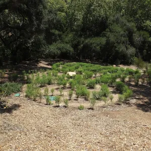 Centennial Maze