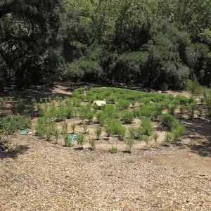 Centennial Maze