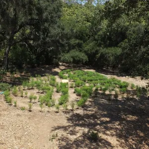 Centennial Maze