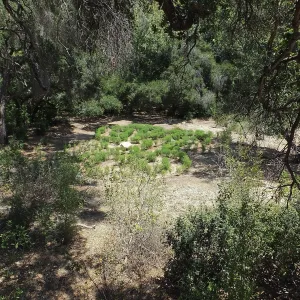 Centennial Maze