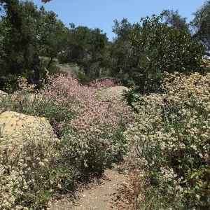 Eriogonum grande in the Manzanita Section