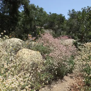 Eriogonum grande in the Manzanita Section