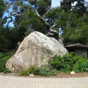 Blaksley Boulder, after removal of Douglas Fir