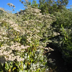 Eriogonum giganteum, below Hort Unit