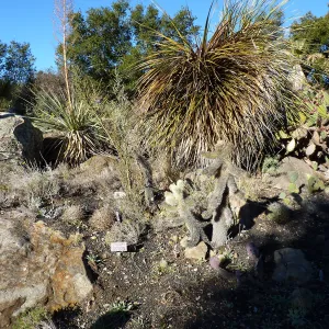Nolina in Desert Section