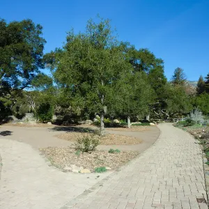 Quercus agrifolia (Coastal Live Oak)