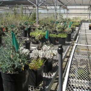 Rancho Santa Ana Botanic Garden