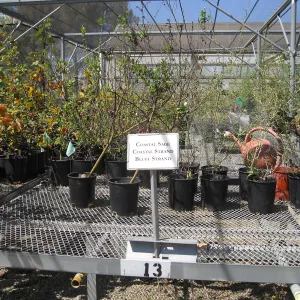 Rancho Santa Ana Botanic Garden