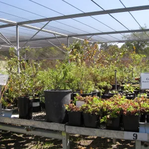 Rancho Santa Ana Botanic Garden