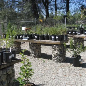 Rancho Santa Ana Botanic Garden