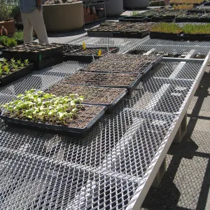 Rancho Santa Ana Botanic Garden Nursery