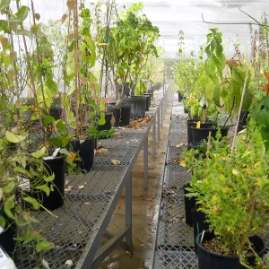 Rancho Santa Ana Botanic Garden Nursery