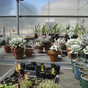 Rancho Santa Ana Botanic Garden Nursery