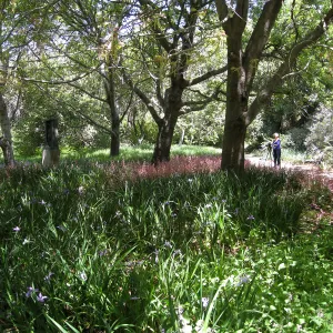 Rancho Santa Ana Botanic Garden, Heuchera, Iris douglasiana