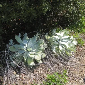 Dudleya pulverulenta, RSABG