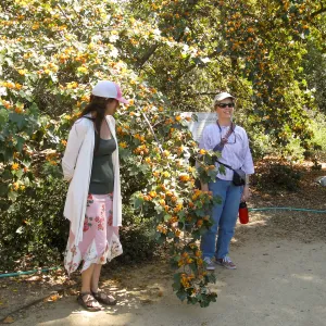 Rancho Santa Ana Botanic Garden