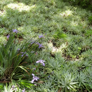 Rancho Santa Ana Botanic Garden, Dudleya & Iris douglasiana