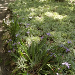 Rancho Santa Ana Botanic Garden, Dudleya & Iris douglasiana