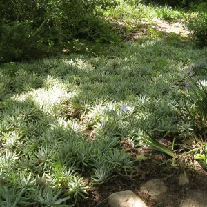 Rancho Santa Ana Botanic Garden, Dudleya & Iris douglasiana