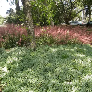 Rancho Santa Ana Botanic Garden, Heuchera (alumroot or coral bells) and Dudleya (liveforevers)