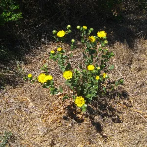 Santa Rosa Island, Grindelia hirsutula