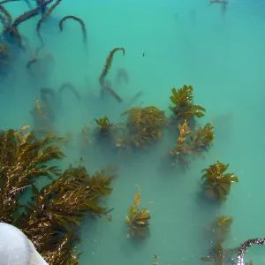 Santa Rosa Island