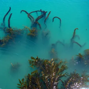 Santa Rosa Island