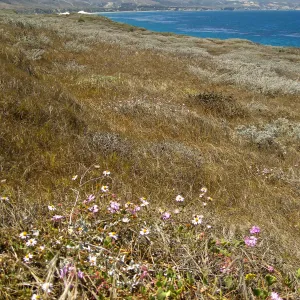 Santa Rosa Island
