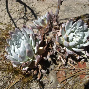 Santa Rosa Island, Dudleya greenei
