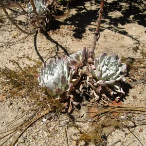 Santa Rosa Island, Dudleya greenei